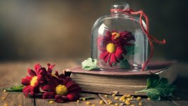 Desktop wallpaper. Flowers. ID:138751