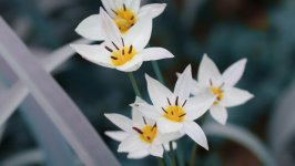 Desktop wallpaper. Flowers. ID:139022