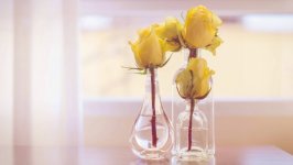 Desktop wallpaper. Flowers. ID:139052