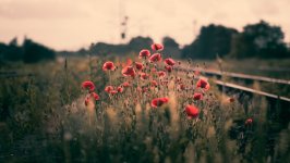 Desktop wallpaper. Flowers. ID:139264