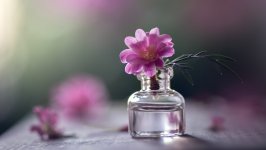 Desktop wallpaper. Flowers. ID:139533