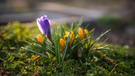 Desktop wallpaper. Flowers. ID:139600