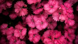 Desktop wallpaper. Flowers. ID:139650