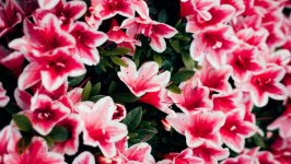 Desktop wallpaper. Flowers. ID:139669