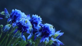 Desktop wallpaper. Flowers. ID:139707