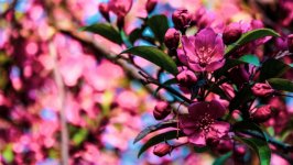 Desktop wallpaper. Flowers. ID:139896