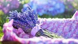 Desktop wallpaper. Flowers. ID:139918