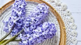 Desktop wallpaper. Flowers. ID:140032