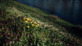 Desktop wallpaper. Flowers. ID:140087