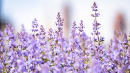 Desktop wallpaper. Flowers. ID:140368