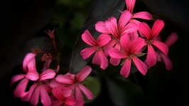 Desktop wallpaper. Flowers. ID:140383