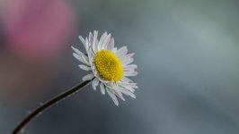 Desktop wallpaper. Flowers. ID:140531