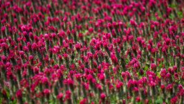 Desktop wallpaper. Flowers. ID:140555
