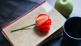 Desktop wallpaper. Flowers. ID:140667