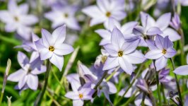 Desktop wallpaper. Flowers. ID:141096