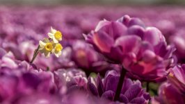 Desktop wallpaper. Flowers. ID:141217