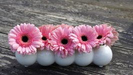Desktop wallpaper. Flowers. ID:141229