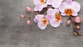 Desktop wallpaper. Flowers. ID:141287