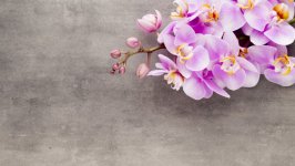 Desktop wallpaper. Flowers. ID:141288