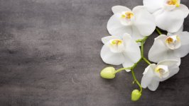 Desktop wallpaper. Flowers. ID:141290