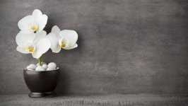 Desktop wallpaper. Flowers. ID:141386