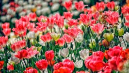 Desktop wallpaper. Flowers. ID:141388