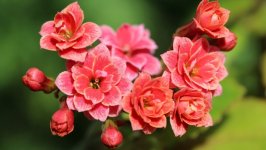 Desktop wallpaper. Flowers. ID:141480