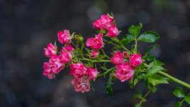 Desktop wallpaper. Flowers. ID:141566