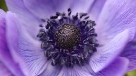 Desktop wallpaper. Flowers. ID:141596