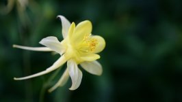 Desktop wallpaper. Flowers. ID:141887