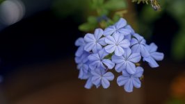 Desktop wallpaper. Flowers. ID:141907