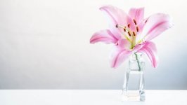 Desktop wallpaper. Flowers. ID:142045