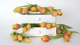 Desktop wallpaper. Flowers. ID:142286