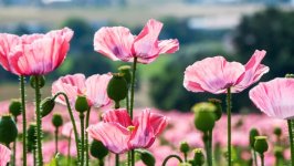 Desktop wallpaper. Flowers. ID:142615