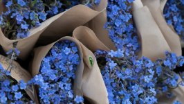 Desktop wallpaper. Flowers. ID:142621