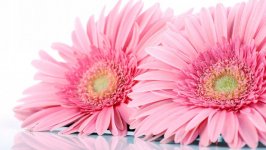 Desktop wallpaper. Flowers. ID:142837