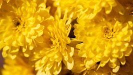 Desktop wallpaper. Flowers. ID:143055