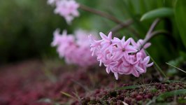 Desktop wallpaper. Flowers. ID:143124