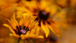 Desktop wallpaper. Flowers. ID:143173