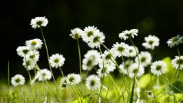 Desktop wallpaper. Flowers. ID:143222