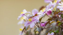 Desktop wallpaper. Flowers. ID:143472