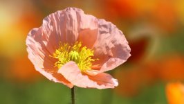 Desktop wallpaper. Flowers. ID:143515