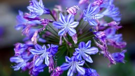 Desktop wallpaper. Flowers. ID:144414