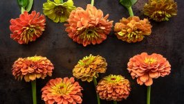 Desktop wallpaper. Flowers. ID:145279