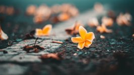 Desktop wallpaper. Flowers. ID:145217