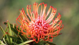 Desktop wallpaper. Flowers. ID:145481