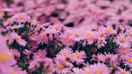 Desktop wallpaper. Flowers. ID:146011