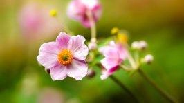 Desktop image. Flowers. ID:146357