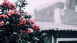 Desktop image. Flowers. ID:146569