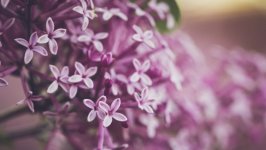 Desktop wallpaper. Flowers. ID:146724